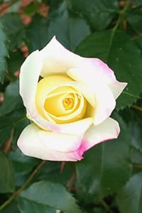 Placeholder photo of Krystal. Actual photo is of a rose with a yellow center, fading to white with pink tips. 